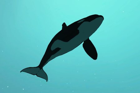 Killer Whale